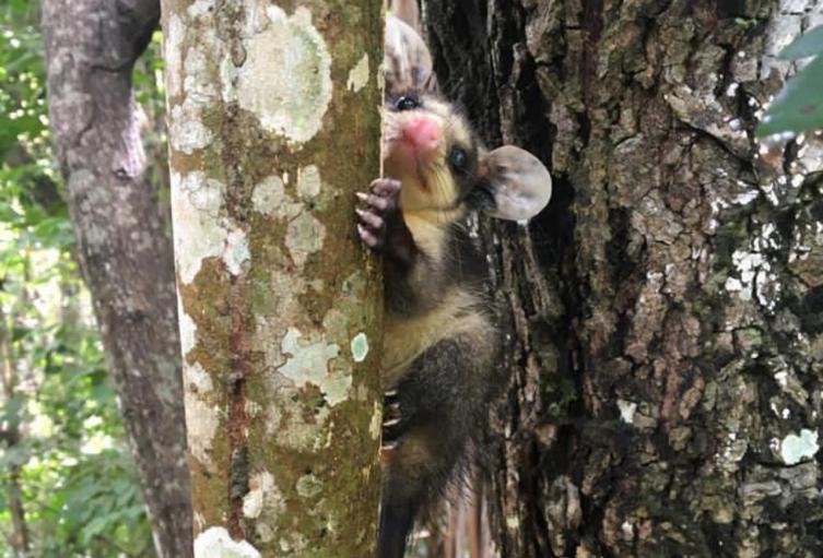 Animales rescatados en el Tolima