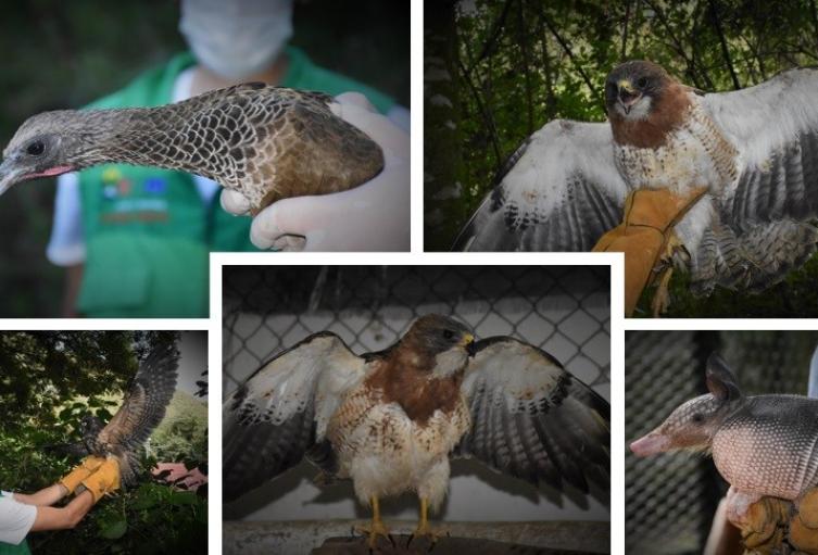 La CAM en el Huila, libera diez ejemplares de fauna silvestre