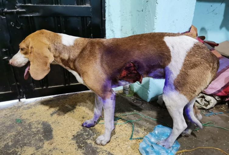 Le dieron ‘Machete’ a una perrita en Playarrica – Tolima