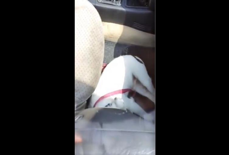 Perro ahogado en carro de Barranquilla