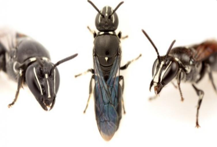 Encontraron abeja que aparentemente llevaba un siglo extinguida en Australia