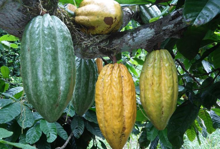 Cacao Huila