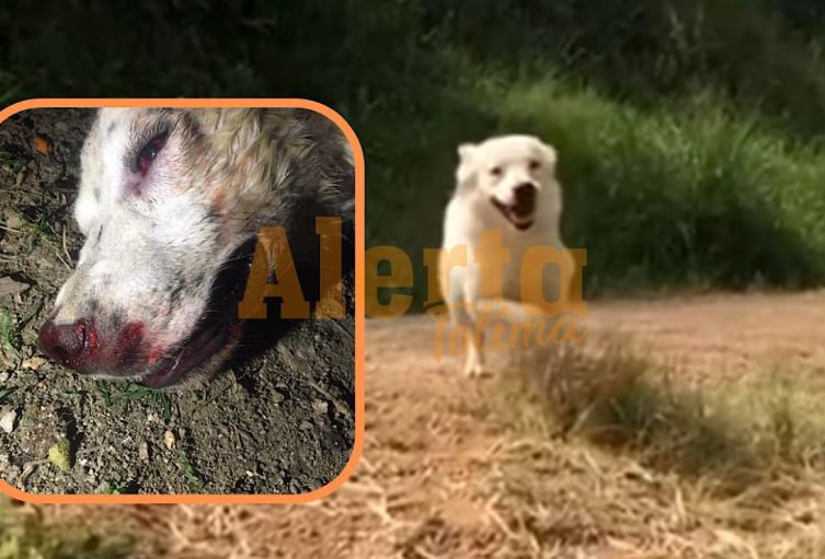 Maltrato Animal
