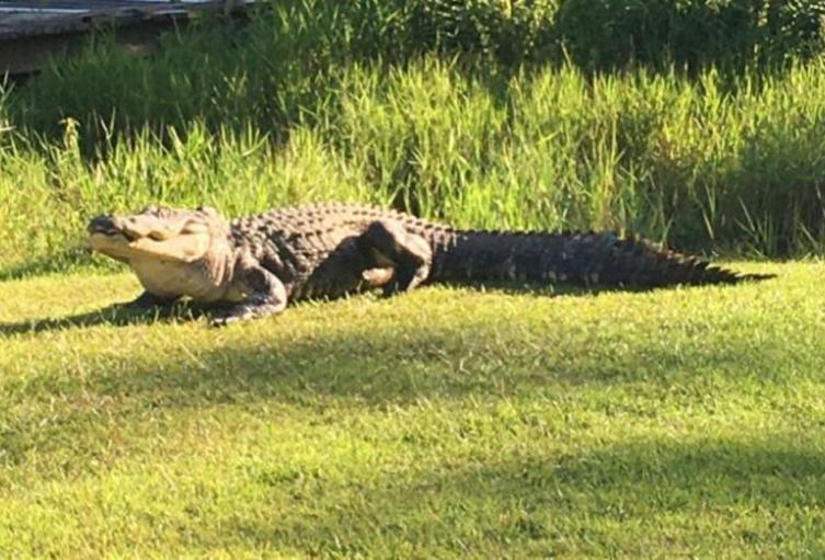 Muere el cocodrilo más famoso del mundo