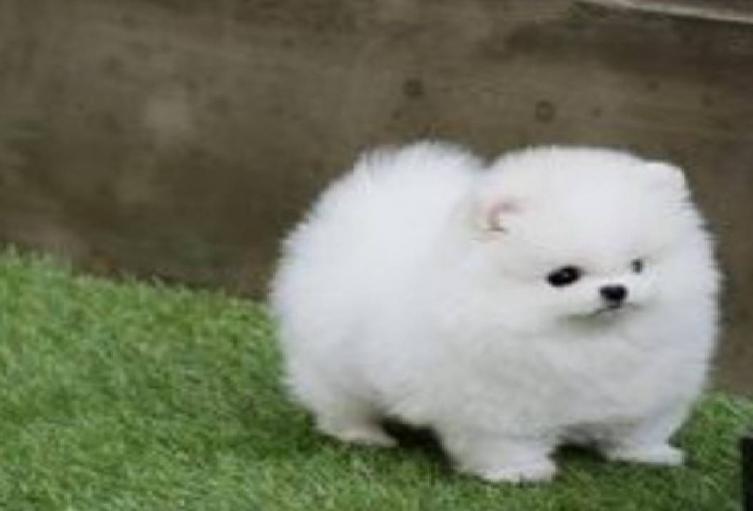 Perrito blanco