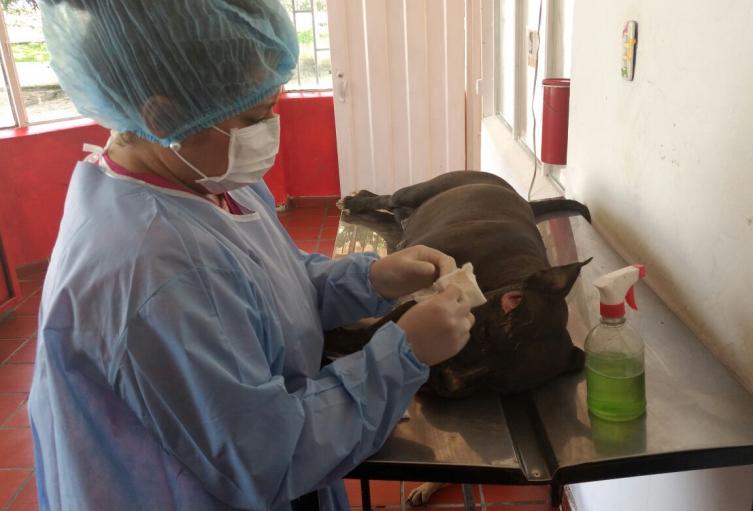 Esterilización de Mascotas 