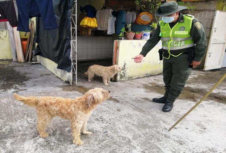 Perro CAPA