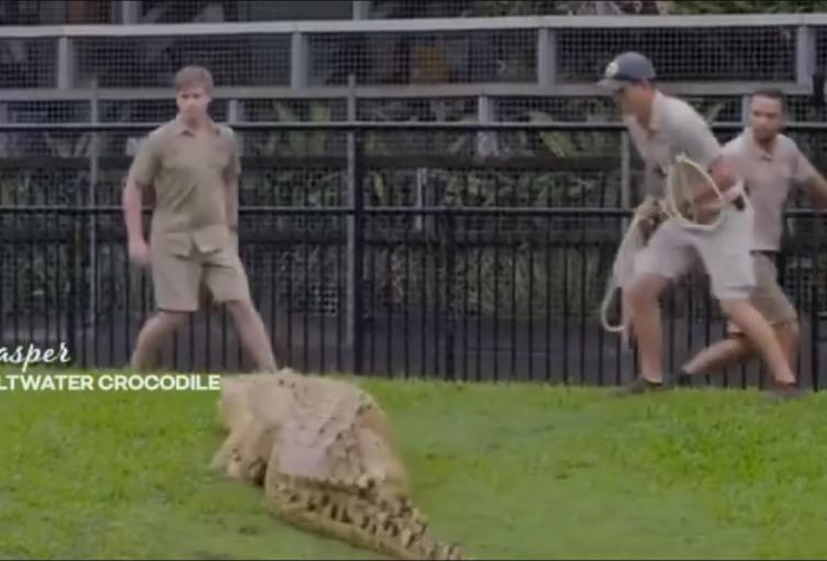 Hijo de cazador de cocodrilos