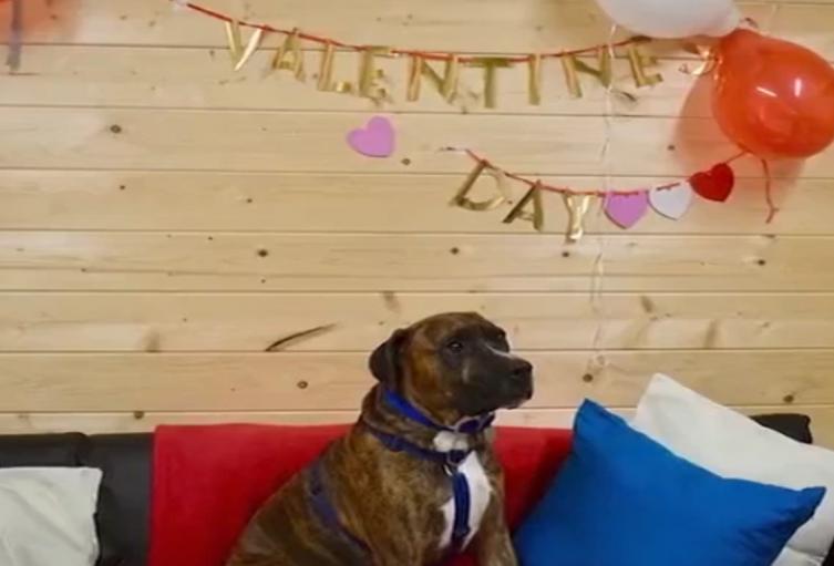 Hacen fiesta de adopción a perrito, pero nadie asistió 
