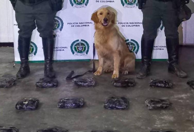 Canino Jeffrey