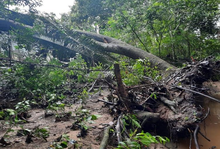 Cultivos afectados por las lluvias