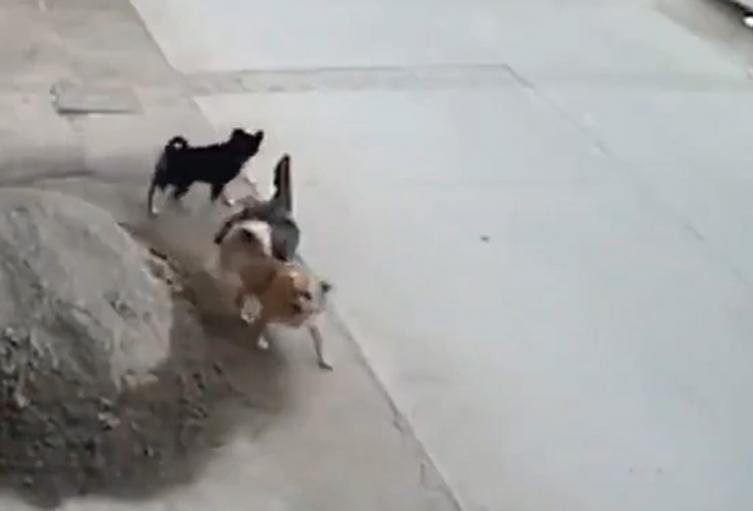 Perro salva a otro de ser arrollado