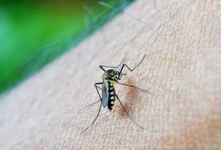 Mosquito transmisor del dengue
