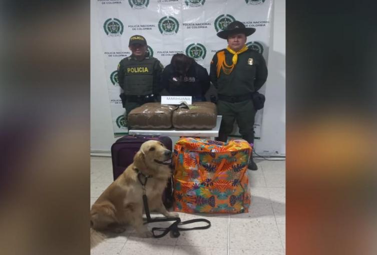 ¡Jefry lo hizo otra vez! Detecto 20 kilogramos de marihuana en equipaje de viajera en Cajamarca