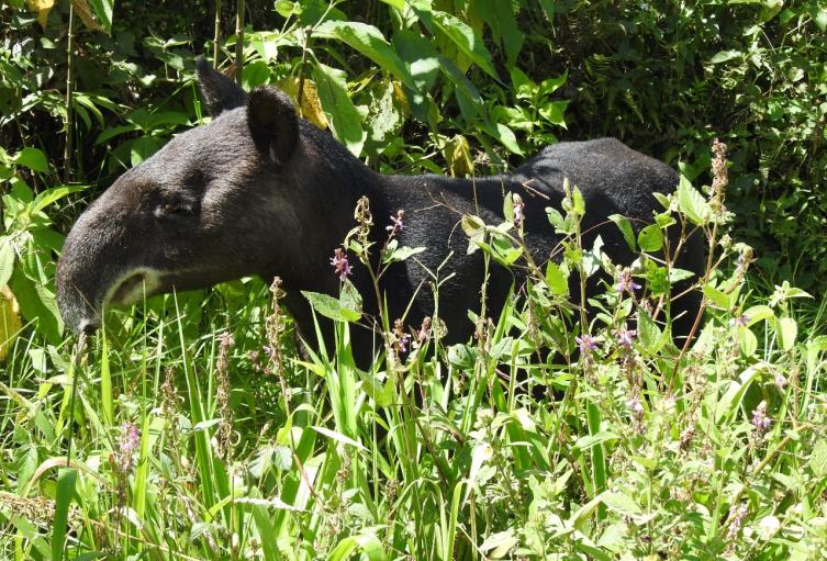 Festival Nacional de Oso y Danta busca su conservación 