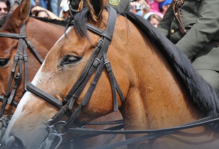 La policía nacional los utilizaba para controlar manifestaciones y desorden público
