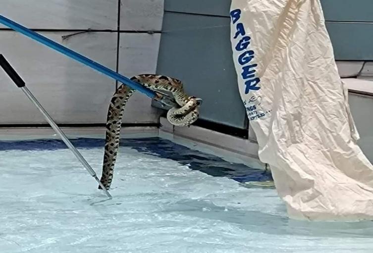 Serpiente salvada