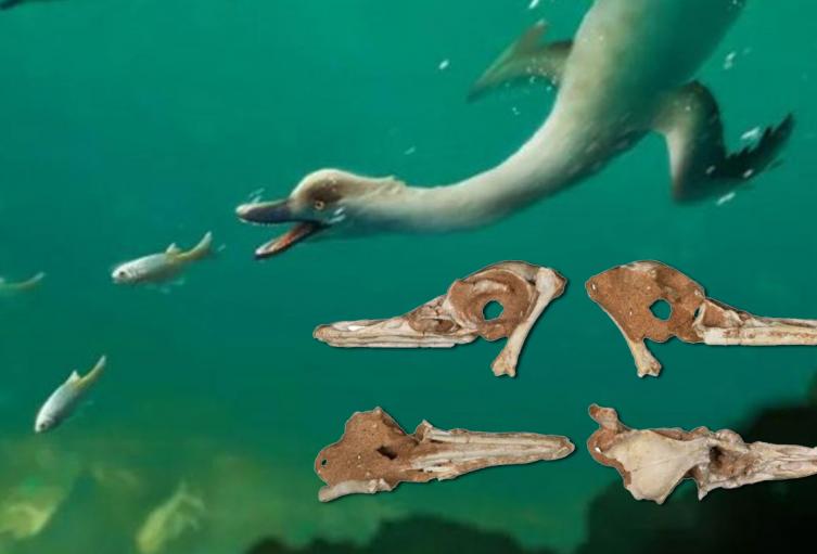 Natovenator polydontus Natovenator polydontus
