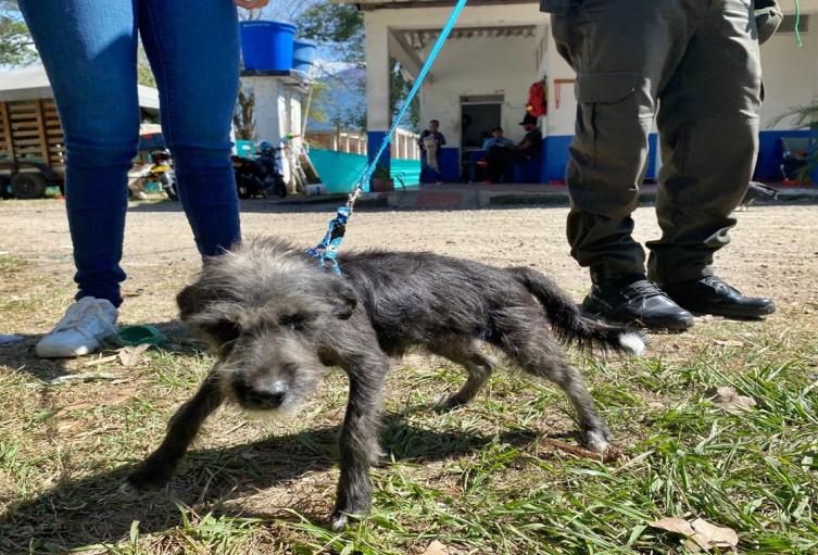 canino rescatada por el CAPA