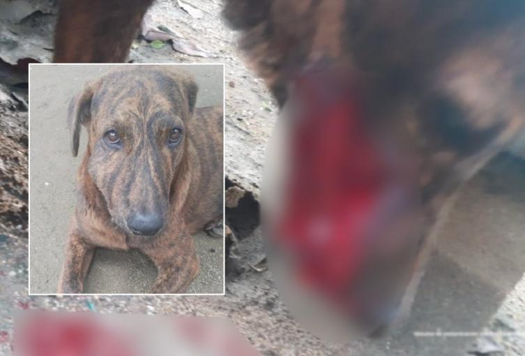 Fiscalía judicializó a dos agresores de perros en Ibagué y Alpujarra en el Tolima