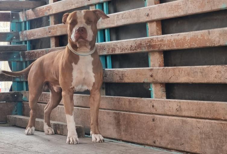 Perro Pitbull podría ser sacrificado