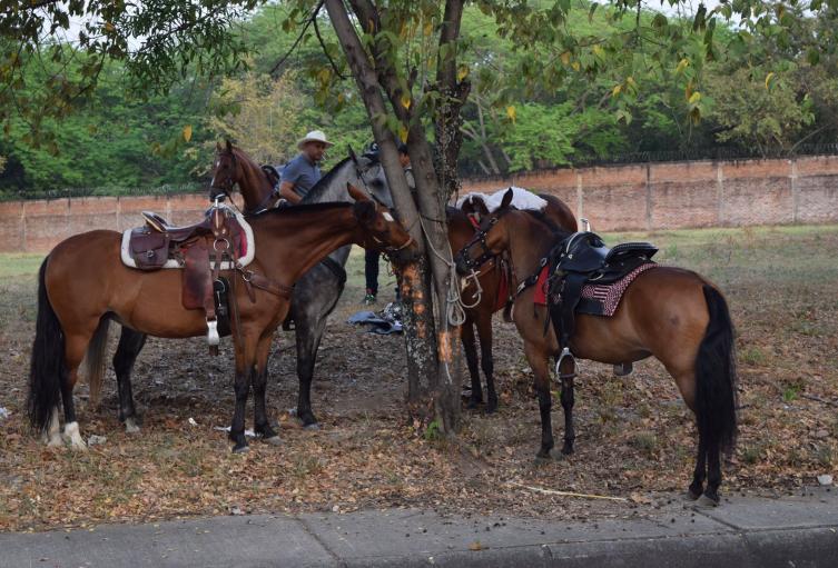 Estrictos controles a cabalgatas durante San Pedro en Neiva