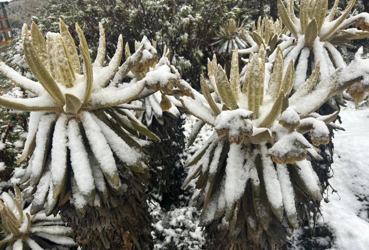 Parque Nacional Natural Los Nevados 