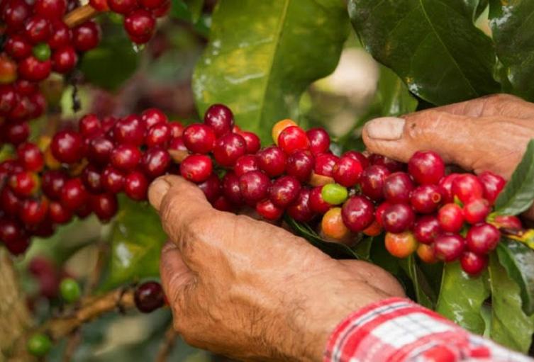 Café de Colombia - 2024