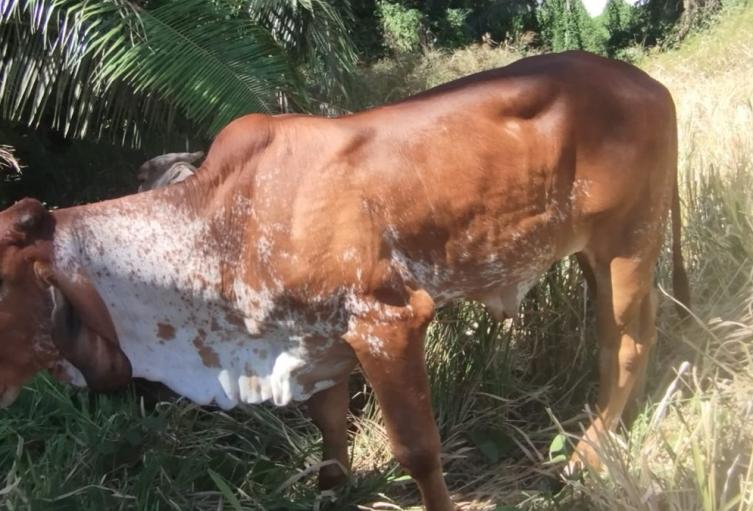Delincuentes protagonizaron nuevo caso de abigeato en zona rural de Venadillo