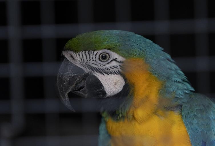 Fauna silvestre en Antioquia