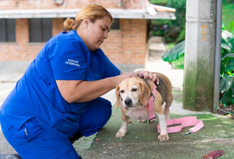 Vacaciones felices: Consejos para viajar con tu mascota sin preocupaciones en Antioquia y Colombia 