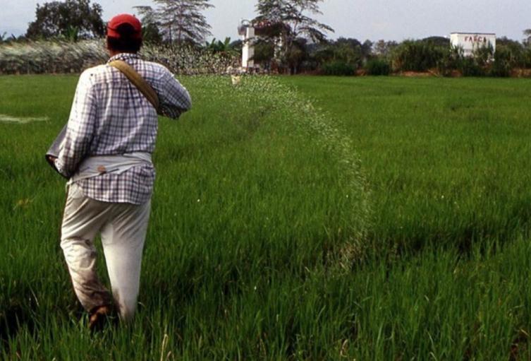 Ante este panorama, los productores de Badillo evalúan sumarse al paro nacional arrocero.