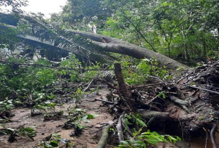Cultivos afectados por lluvias 1 Cultivos perdidos 1 Lluvias Ibagué 1 Abril 2025