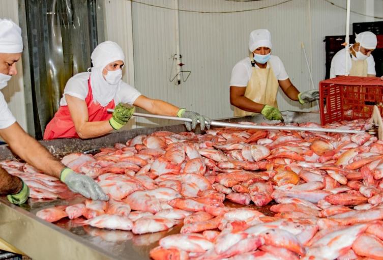 Producción Piscícola Huila