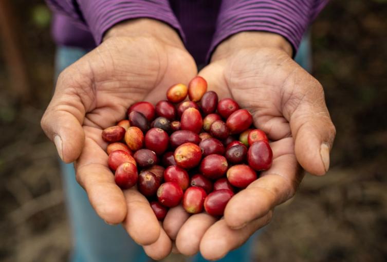 El aroma y el sabor del café se toman a Santa Marta con el Santa Market - Coffee Edition