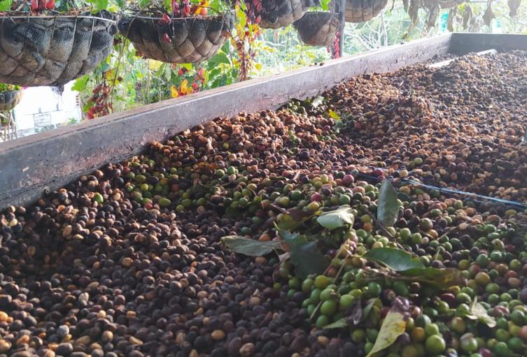 Granos de café.