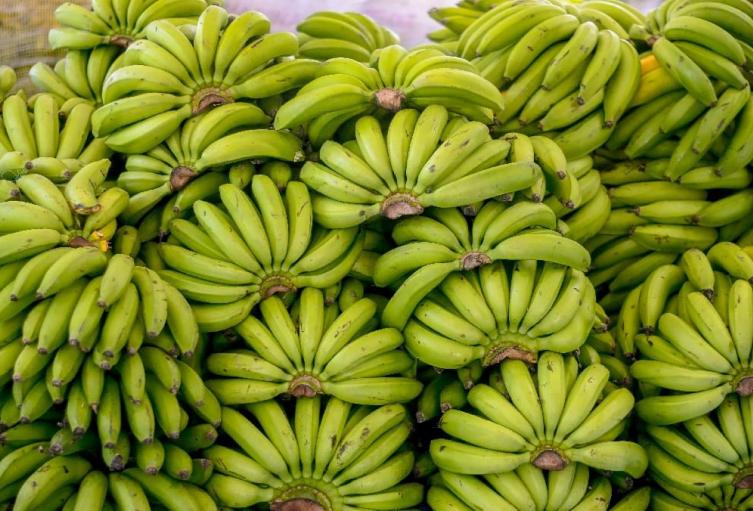 bananos banano