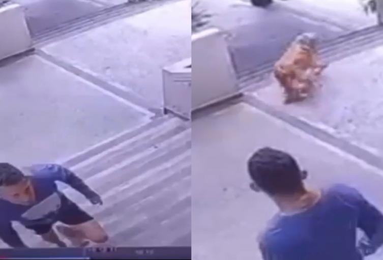Caso maltrato animal Ibagué