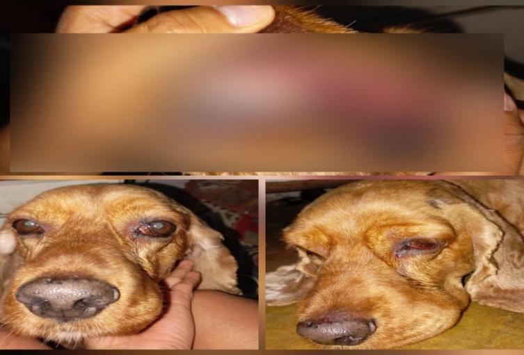 Denuncia maltrato animal Ibagué