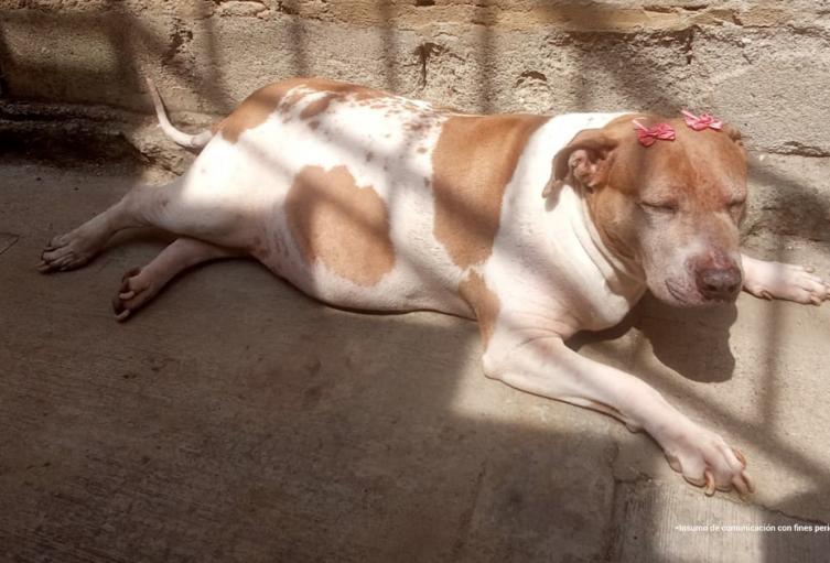 Perrita llamada "amiga"