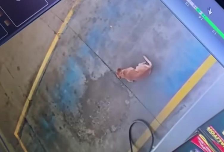 Perrito Neiva
