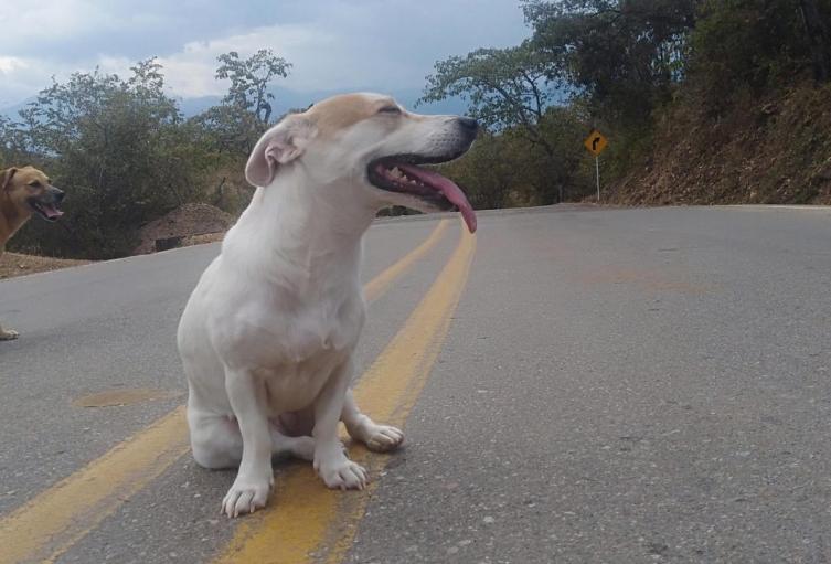 Perritos