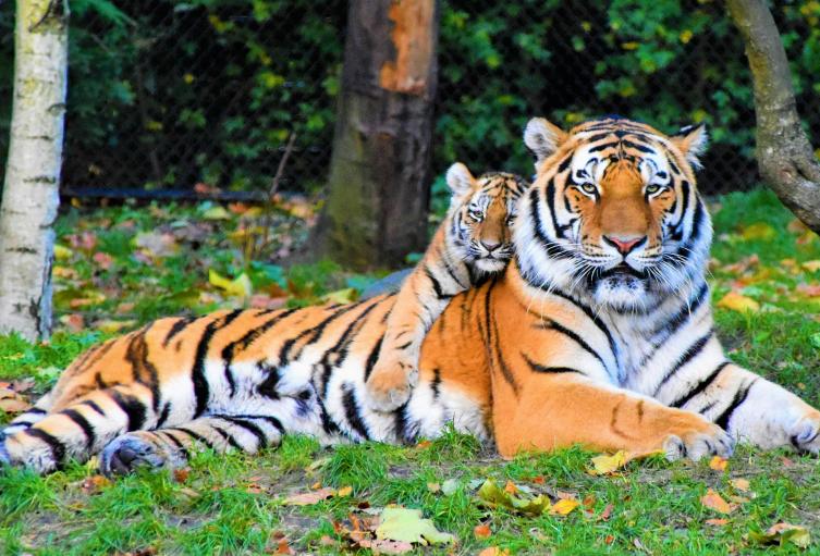 Tigres