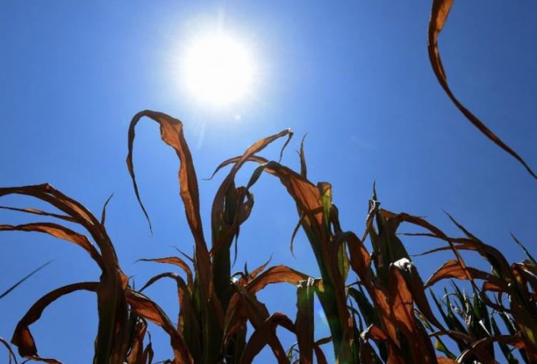 Tolima en alerta: altas temperaturas comienzan a afectar el agro