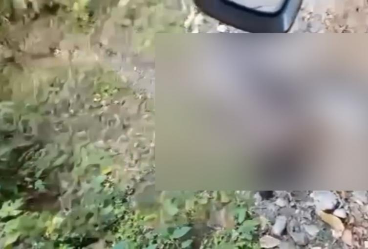 Yegua fallecida Cañón del Combeima
