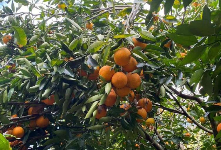 Naranja Tolima | Naranjatón | Tolima | Agosto 2025