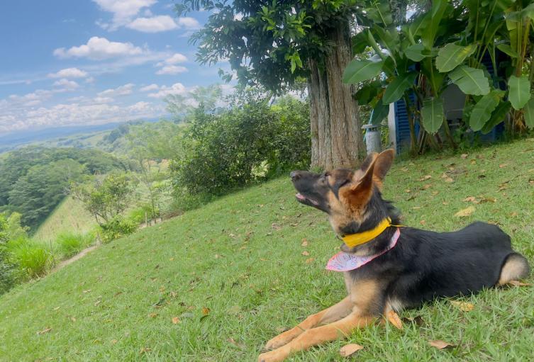 Perrita Pastor Alemán 