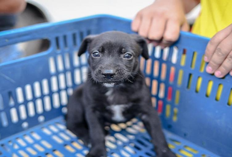 perrito perrito