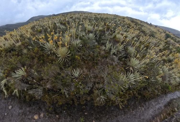 Frailejones Sumapaz