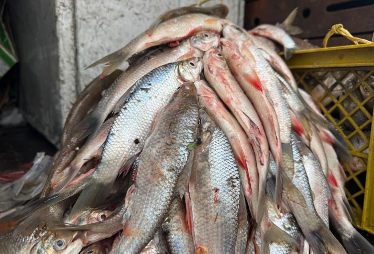 Pescado en Ibagué